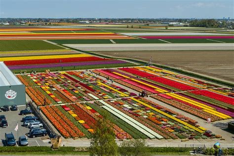 2023 Sightseeing Tour To Keukenhof Tulip Gardens Fields And Giethoorn