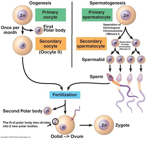 As We All Know Spermatogenesis And Oogenesis Are Two Processes That Are Initiated In The