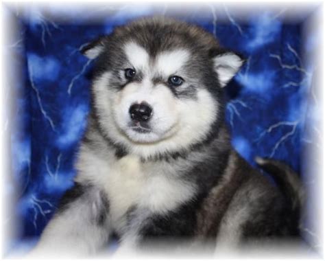 Buy, sell and adopt alaskan malamute dogs and puppies near you. GIANT ALASKAN MALAMUTE , MALAMUTE PUPPIES FOR SALE ...