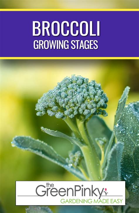 What Are The Growing Stages Of Broccoli Learn Each One