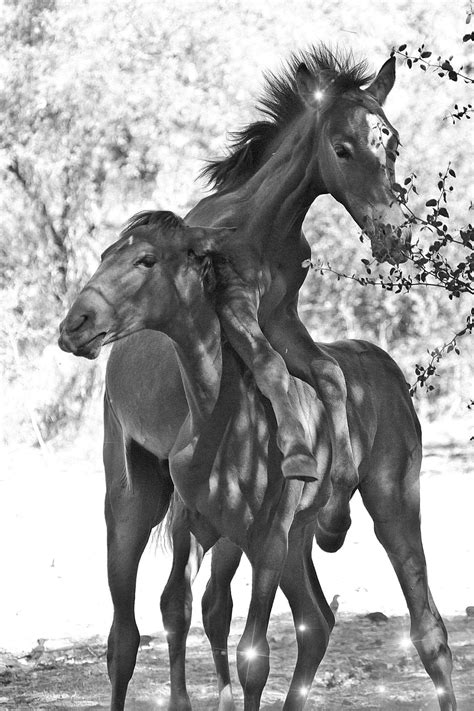 Photography Of The Wild Horses For Their Freedom By Dliteful Imagez