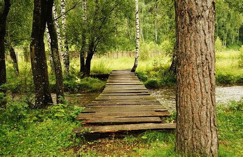 Royalty Free Photo Brown Wooden River Bridge On Forest Pickpik