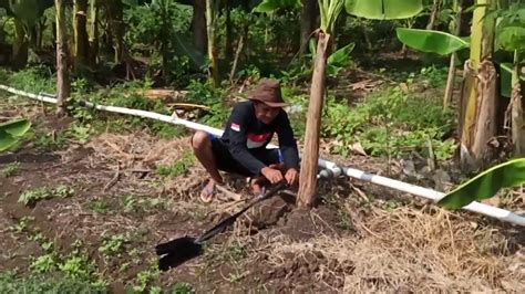 Maybe you would like to learn more about one of these? Sistem Irigasi Tetes (Drip) di Kebun Pisang - YouTube