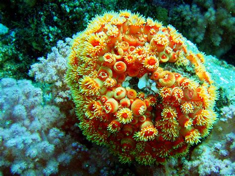 094 Orange Cup Coral イボヤギ イボヤギiboyagi Orange Cup Flickr