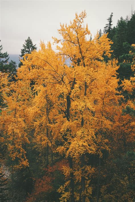Cabinology Autumn Trees Autumn Aesthetic Nature