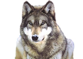 Discover and download free wolves png images on pngitem. Wolf PNG Transparent Images | PNG All