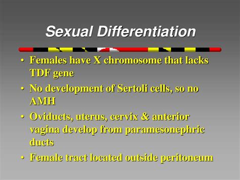 Ppt Male Anatomy Embryogenesis Powerpoint Presentation Free Download