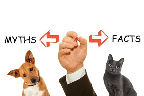Pet Myths Vs Facts Dogs And Cats Edition Jaldee Vets