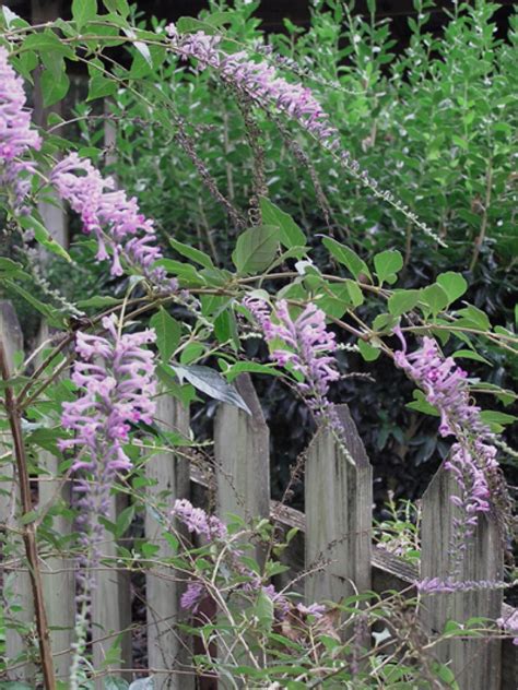 Maybe you would like to learn more about one of these? Summer-Flowering Shrubs | HGTV