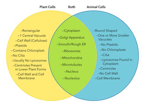 Key differences between plant cell and animal. Biology: An Interactive Tour | CH10: Photosynthesis | Top Hat