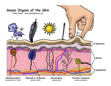 Sense Organs Of The Skin