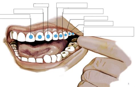 Teeth Diagram Diagram Quizlet
