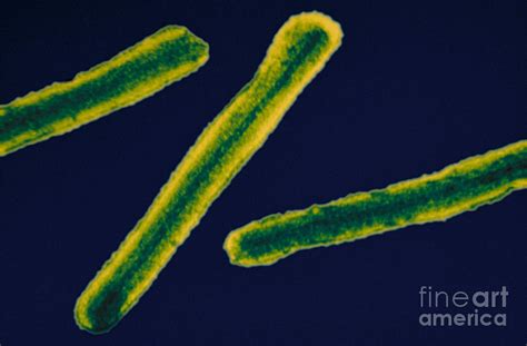 The marburgvirus genus includes two viruses. Marburg Virus, Tem Photograph by Science Source