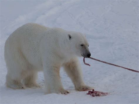 A Feeding Polar Bear Polar Bear Polar Bear Diet Polar