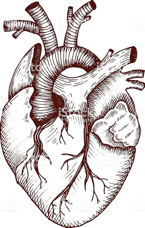 Anatomical Heart Vector Vintage Style Detailed Illustration Human