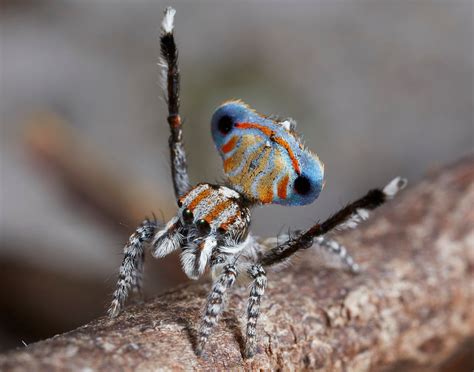 7 New Peacock Spiders Are Tiny Shiny And Spectacularly Colourful Cbc News