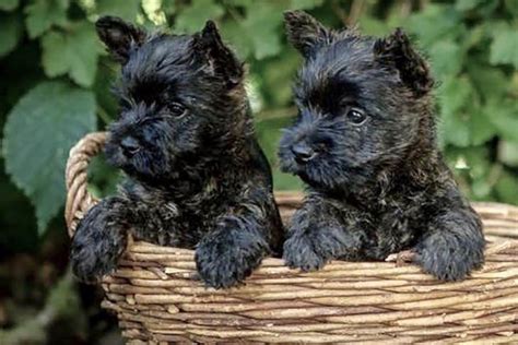 Cairn Terrier Puppies For Sale Akc Puppyfinder