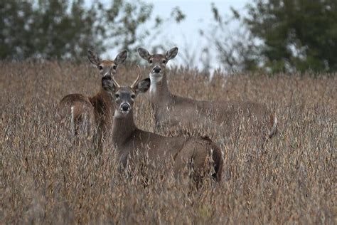 White Tailed Deer In Iowa Widely Infected With Covid Study Found The