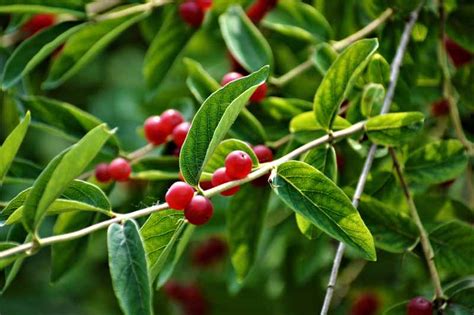 How To Grow And Care For Winterberry Holly Gardeners Path