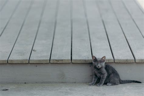 Silver Tabby Kitten Kitten Cat Sitting Hd Wallpaper Wallpaper Flare