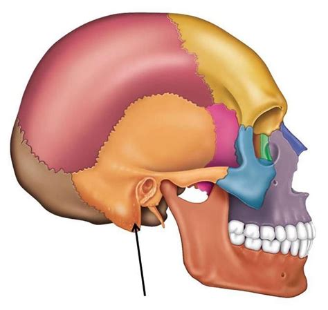 Mastoid Process Poster To Eam And Insertion Point Ecmuscle The Mastoid Portion Is Portion Of