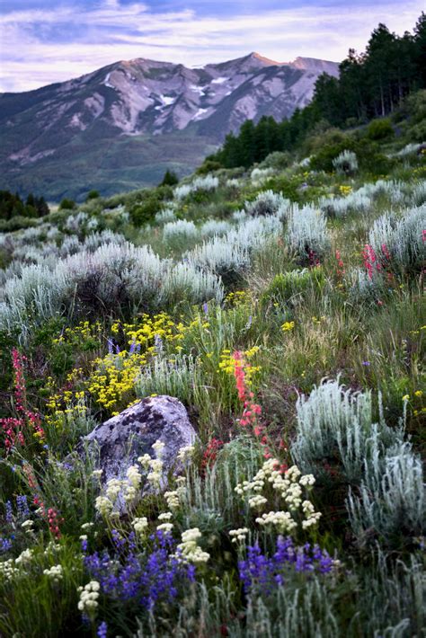 Crested Butte Wildflowers Vertical Colorado Photography Etsy