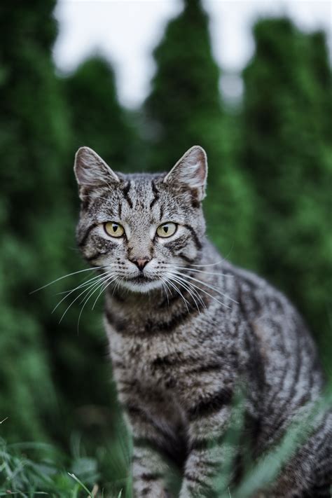 Gray Tabby Cat Lifespan Boisterous E Journal Stills Gallery