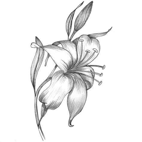 Water Lily Flower Drawing At Getdrawings Free Download