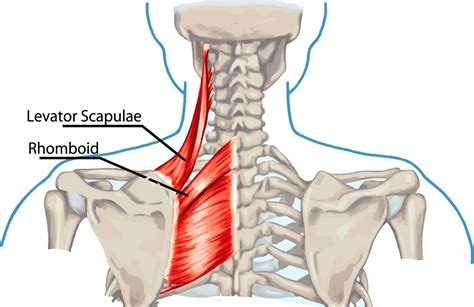 What To Do For Shoulder Blade Pain