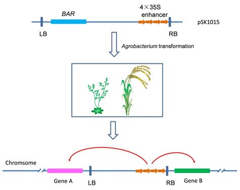 The deliberate modification of the genetic structure of an organism. Transgenic Plants as Gene-Discovery Tools | IntechOpen