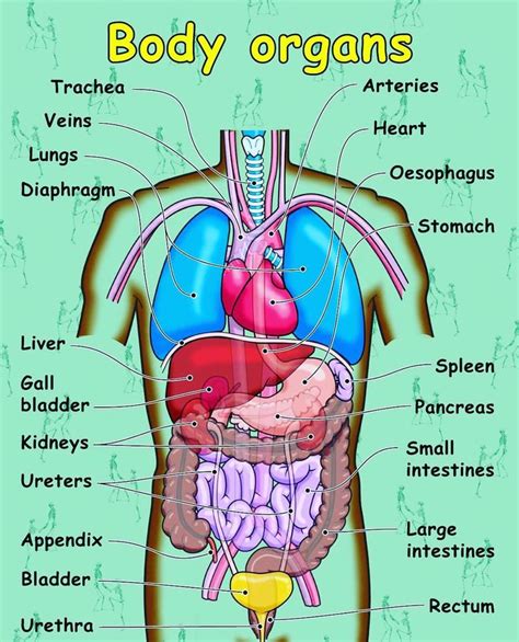 Body Organs I Do Feel During My Counseling Sessions With Some Of My