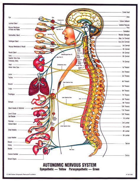 Peripheral Nervous System Diagram For Kids