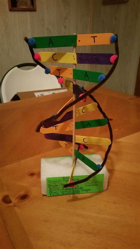Diy Dna Model Biology Projects Stem Projects Science Projects School