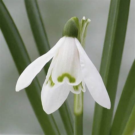 Snowdrops In The Green 100 Bulbs