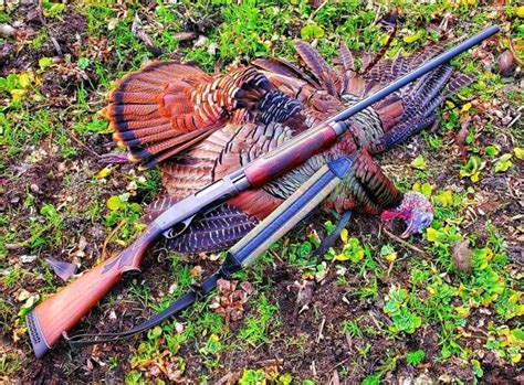 Turkey Hunting For Beginners Turkey Hunting