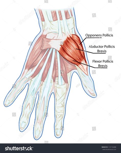 Anatomy Muscular System Hand Palm Muscle 库存矢量图（免版税）112116488 Shutterstock