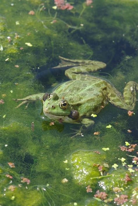 frog aesthetic on Tumblr