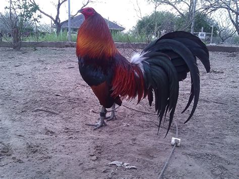This shop in rajeshwari homes, rajarajeshwari nagar is an ideal location to set up a flourishing business and enjoy excellent returns. 573 Cute and Funny Rooster Names - Animal Hype