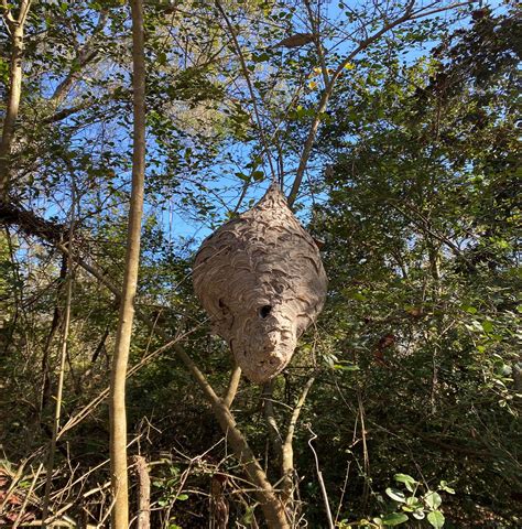 Natural Ornaments Preserving Hornet Nests Gardening In The Panhandle