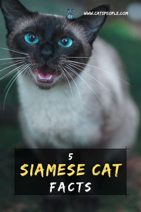 5 Siamese Cat Facts Every Cat Lover Should Know Siamese Cats Facts