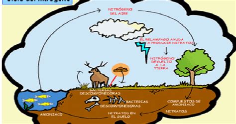 Ecologia Ciclos Biogeoquimicos