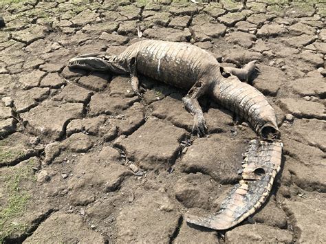 Thousands Of Alligators And Cattle Killed By Apocalyptic Drought On