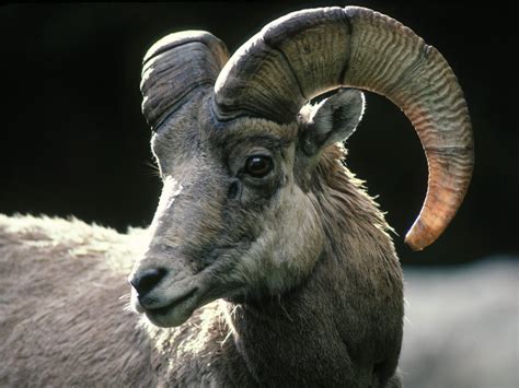 Goat Rocky Mountain Bighorn Sheep Goats Rocky Mountain Bighorn Sheep