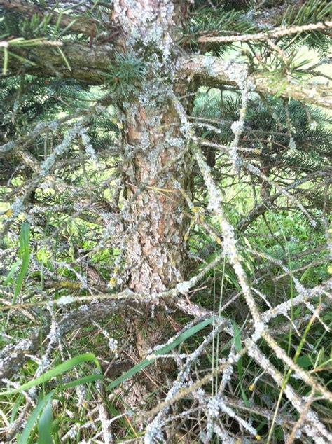 Pine Tree Fungus Plantdoc
