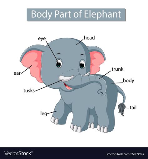 Cute cartoon boy with labels, infographic chart for kids. Diagram showing body part elephant Royalty Free Vector Image