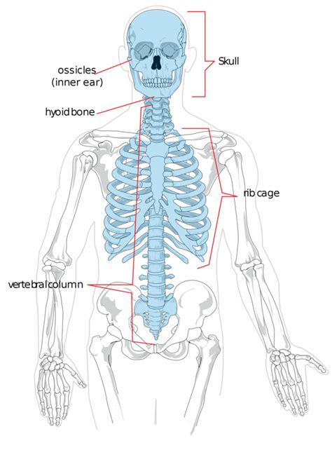 Axial Skeleton Human Anatomy Quiz Quizizz
