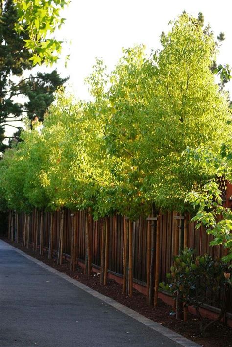 Also, unlike most privacy trees, the holly tree should be trimmed and pruned every now and then. Privacy trees | Privacy landscaping backyard, Fence ...