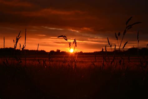 Orange Wheat Field Sunset 5k Hd Nature 4k Wallpapers Images