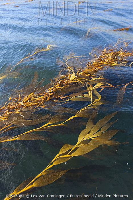 Giant Kelp Stock Photo Minden Pictures