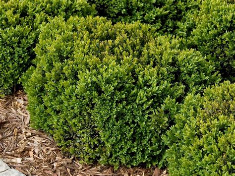 Boxwood Green Velvet Campbells Nursery